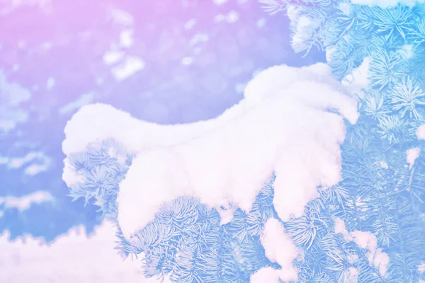 圣诞节背景模糊。在雪中的树木。冬季森林 — 图库照片
