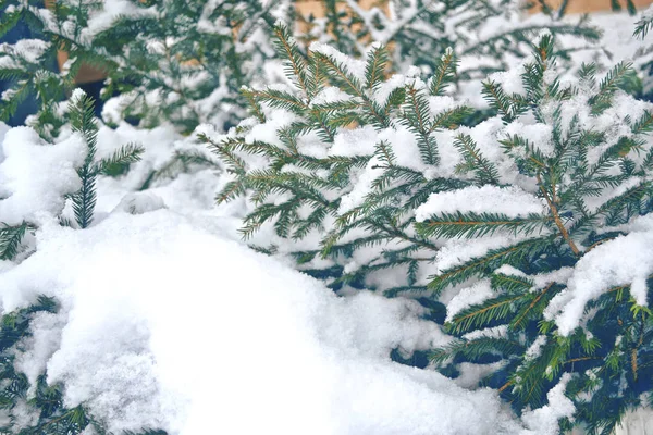 Niewyraźne tło Boże Narodzenie. Drzewa w śniegu. Zima Las — Zdjęcie stockowe