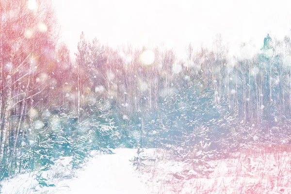 Θολή φόντο Χριστούγεννα. Δένδρα στο χιόνι. Χειμώνας δάσος — Φωτογραφία Αρχείου