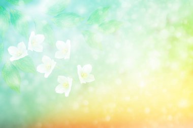 Yasemin şube hassas bahar çiçekleri beyaz