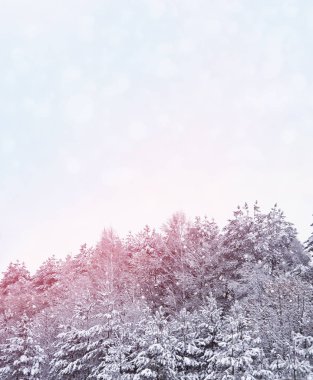 Noel arka plan bulanık. Kar ağaçlarda. Kış orman