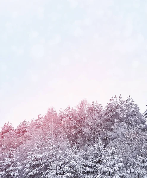 Verschwommener weihnachtlicher Hintergrund. Bäume im Schnee. Winterwald — Stockfoto