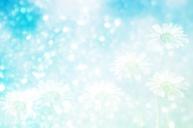 Parlak papatya çiçekler yaz landsca bir arka plan üzerinde beyaz