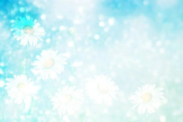 Fleurs blanches marguerites lumineuses sur un fond de paysage d'été — Photo