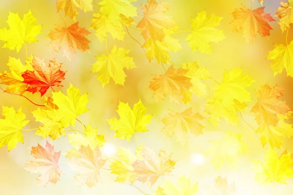 Fényes színes lombú őszi táj. Vénasszonyok nyara. — Stock Fotó