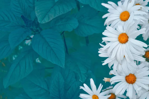 Flores de margarida brilhantes brancas em um contexto do landsca de verão — Fotografia de Stock