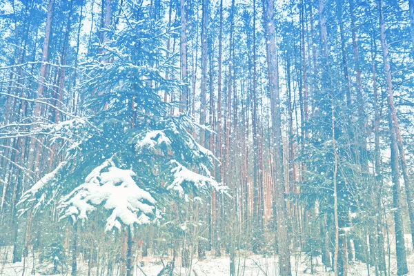 Fundo de Natal desfocado. Árvores na neve. Floresta de Inverno — Fotografia de Stock