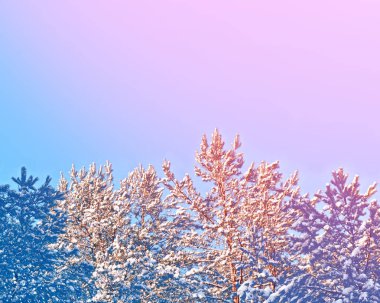 Karla kaplı ağaçlarla donuk kış ormanı.