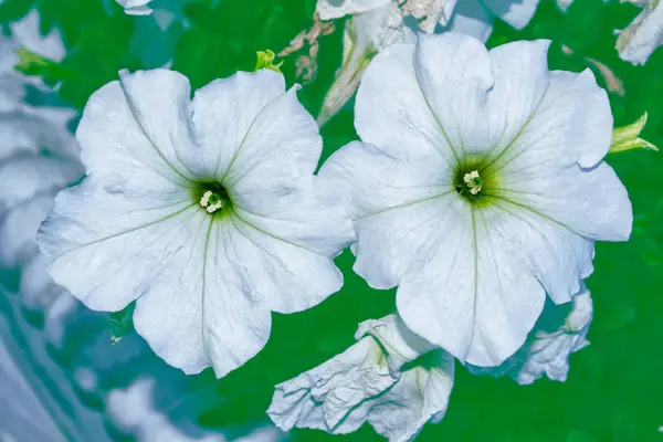 Petunia färgglada blommor — Stockfoto