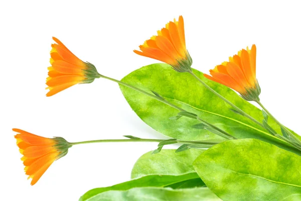 Parlak kadife çiçeği çiçek — Stok fotoğraf