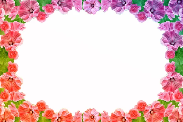 Petunia's geïsoleerd op een witte achtergrond. Kleurrijke bloemen. — Stockfoto