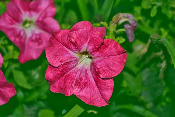 Petunien bunte Blumen — Stockfoto