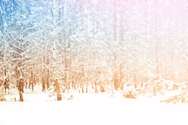 Karla kaplı ağaçlarla donuk kış ormanı.