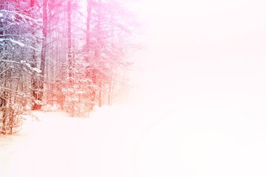 Karla kaplı ağaçlarla donuk kış ormanı.