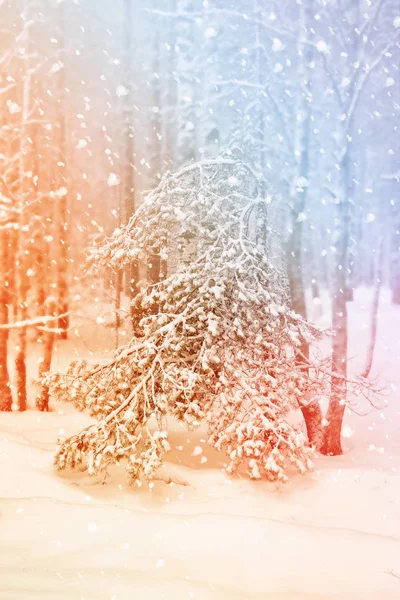 Gefrorener Winterwald mit schneebedeckten Bäumen. — Stockfoto