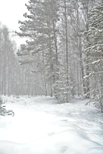 Zamrzlý zimní les — Stock fotografie