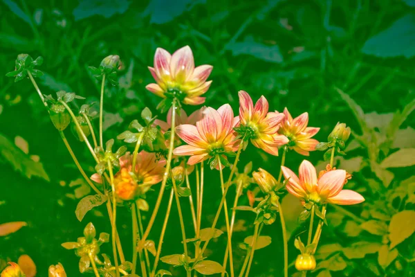 Барвисті квіти далії на тлі осіннього пейзажу — стокове фото