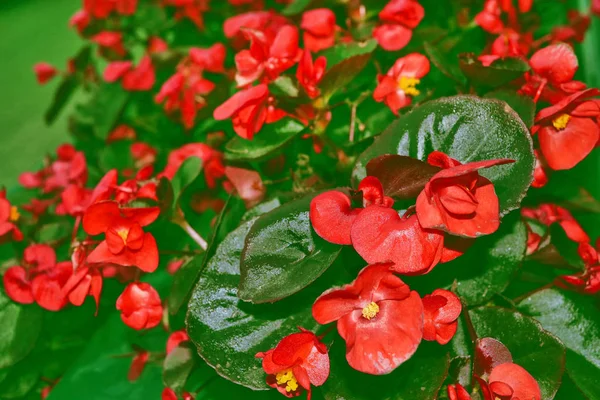 Floral φόντο, φωτεινά πολύχρωμα μπιγκόνια λουλούδια — Φωτογραφία Αρχείου