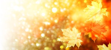 sonbahar manzara parlak renkli yeşillik ile. Pastırma yazı.