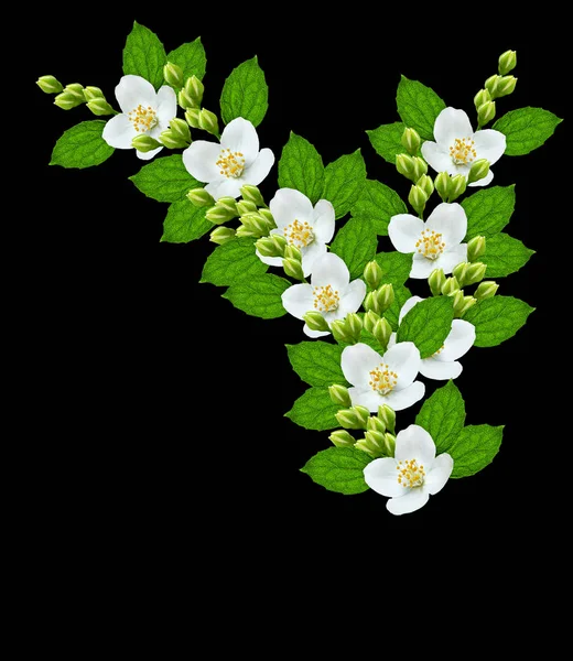 Branch of jasmine flowers — Stock Photo, Image