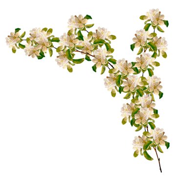 Beyaz bir arka plan üzerinde izole elma dalı çiçeklenme. Bahar