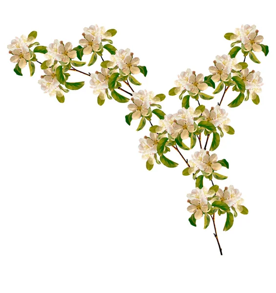 एक सफेद पृष्ठभूमि पर अलग सेब की फूलों की शाखा। स्प्रिंग — स्टॉक फ़ोटो, इमेज