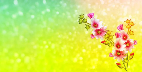 Malva de flores brilhantes — Fotografia de Stock