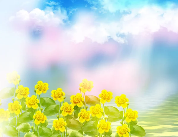 Flowers of water lilies on a background of blue sky with clouds — Stock Photo, Image