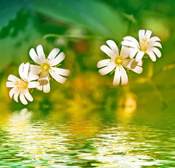 Parlak papatya çiçekler yaz landsca bir arka plan üzerinde beyaz — Stok fotoğraf