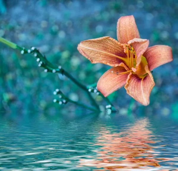 Färgglada vackra blommor lily på bakgrund av sommaren — Stockfoto