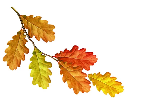 Luminoso follaje de otoño colorido — Foto de Stock