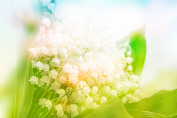 Spring landscape. flowers lily of the valley — Stock Photo, Image