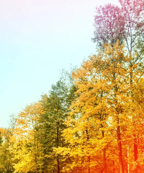Sonbahar yatay, parlak renkli ağaçlar. — Stok fotoğraf