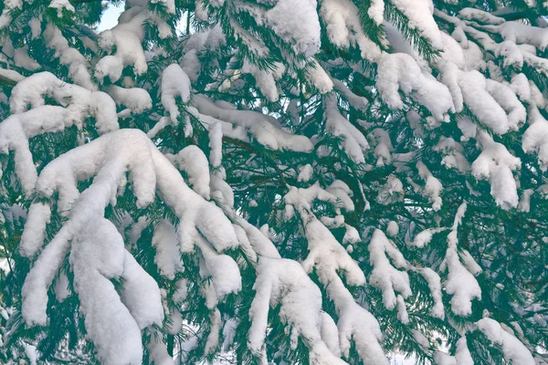 雪に覆われた木々が凍る冬の森. — ストック写真