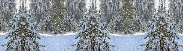 Floresta de inverno congelada com árvores cobertas de neve. — Fotografia de Stock