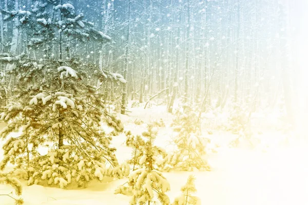 Frozen winter forest with snow covered trees. — Stock Photo, Image