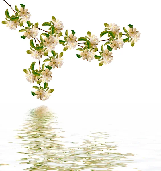 Flowering branch of apple isolated on a white background. Spring — Stock Photo, Image