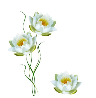 Çiçek nilüfer beyaz arka plan üzerinde izole.