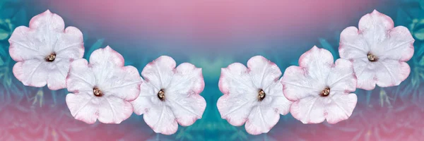 Flores de colores petunia — Foto de Stock