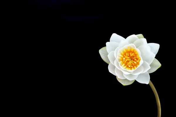 Lirio de agua flor aislado sobre fondo negro . —  Fotos de Stock