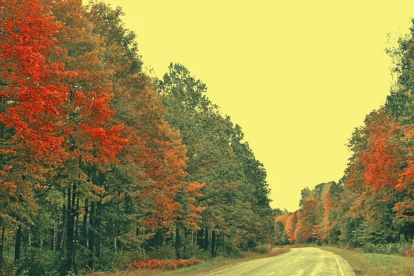 Renkli ağaçlar ile sonbahar bir ormanda yol. Manzara. — Stok fotoğraf