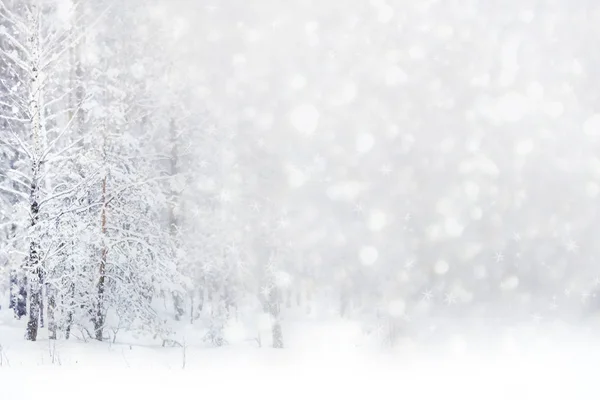 Sfondo natalizio sfocato. Alberi nella neve. Foresta invernale — Foto Stock