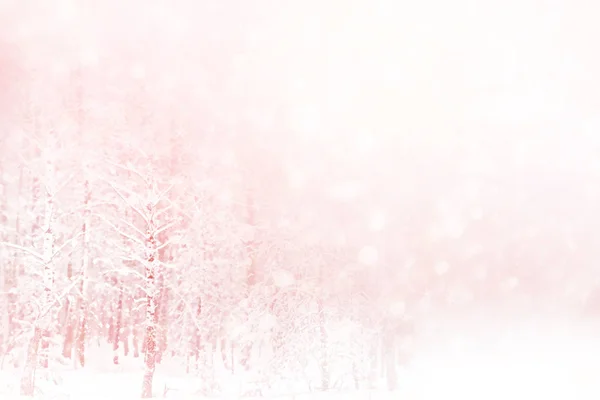 Sfondo natalizio sfocato. Alberi nella neve. Foresta invernale — Foto Stock