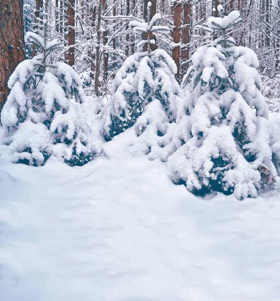 Karla kaplı ağaçlarla donuk kış ormanı. — Stok fotoğraf