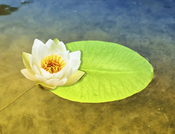 Blanco brillante y colorido flor lirio de agua . — Foto de Stock