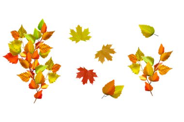 Parlak renkli sonbahar yaprakları 