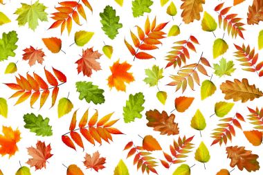 Parlak renkli sonbahar yaprakları 