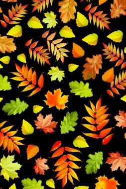 Parlak renkli sonbahar yaprakları 