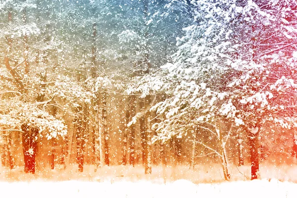 Desenfoque. Bosque de invierno congelado con árboles cubiertos de nieve . — Foto de Stock