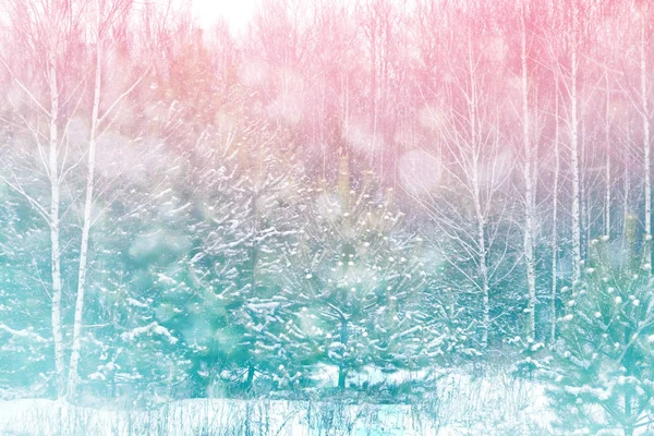 Zmrazený zimní les se zasněženými stromy. — Stock fotografie